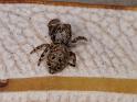 Simaetha_thoracica_D7878_Z_86_North Stradbroke island_Australie